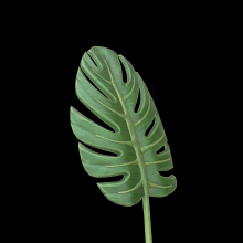 Green Leaf